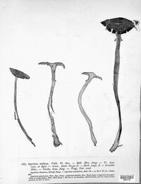 Armillaria mellea image